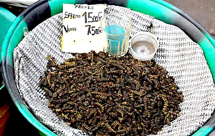 mealworms