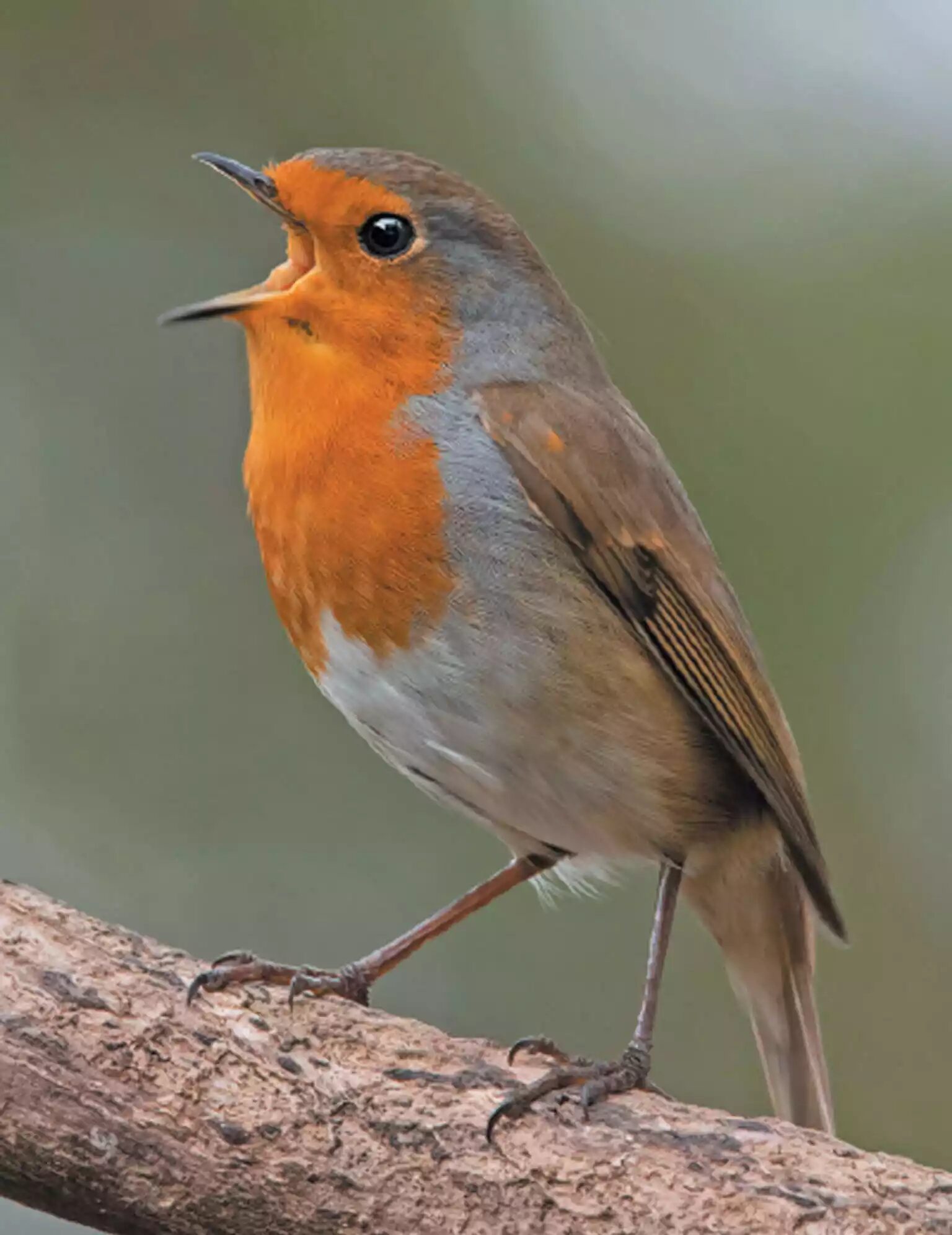 European Robin