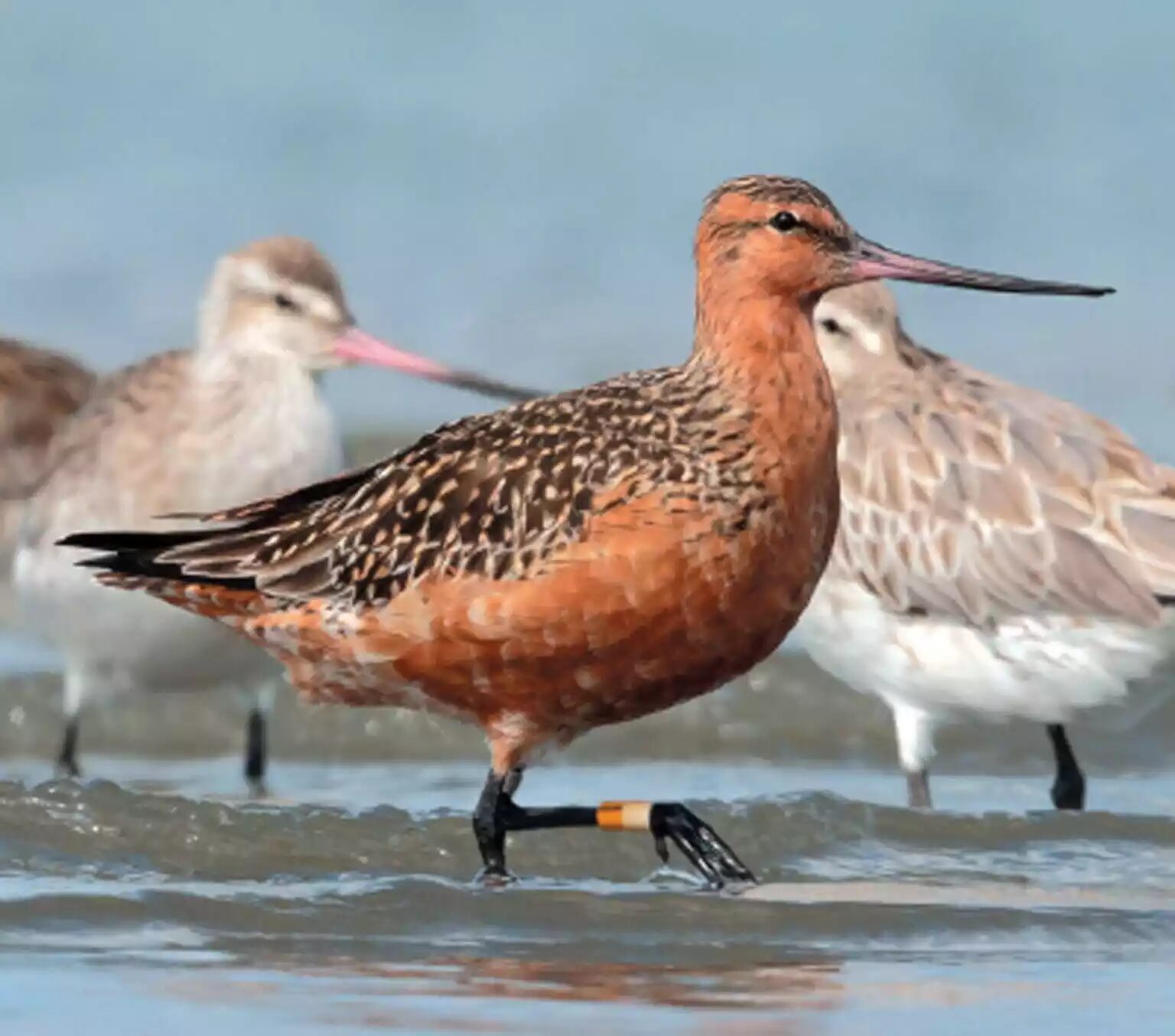 Bar-tailed Godwit