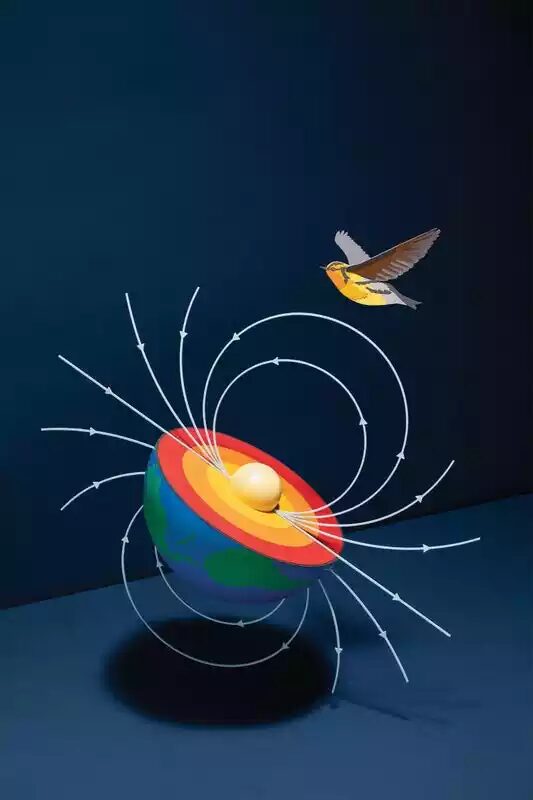 bird magnetism