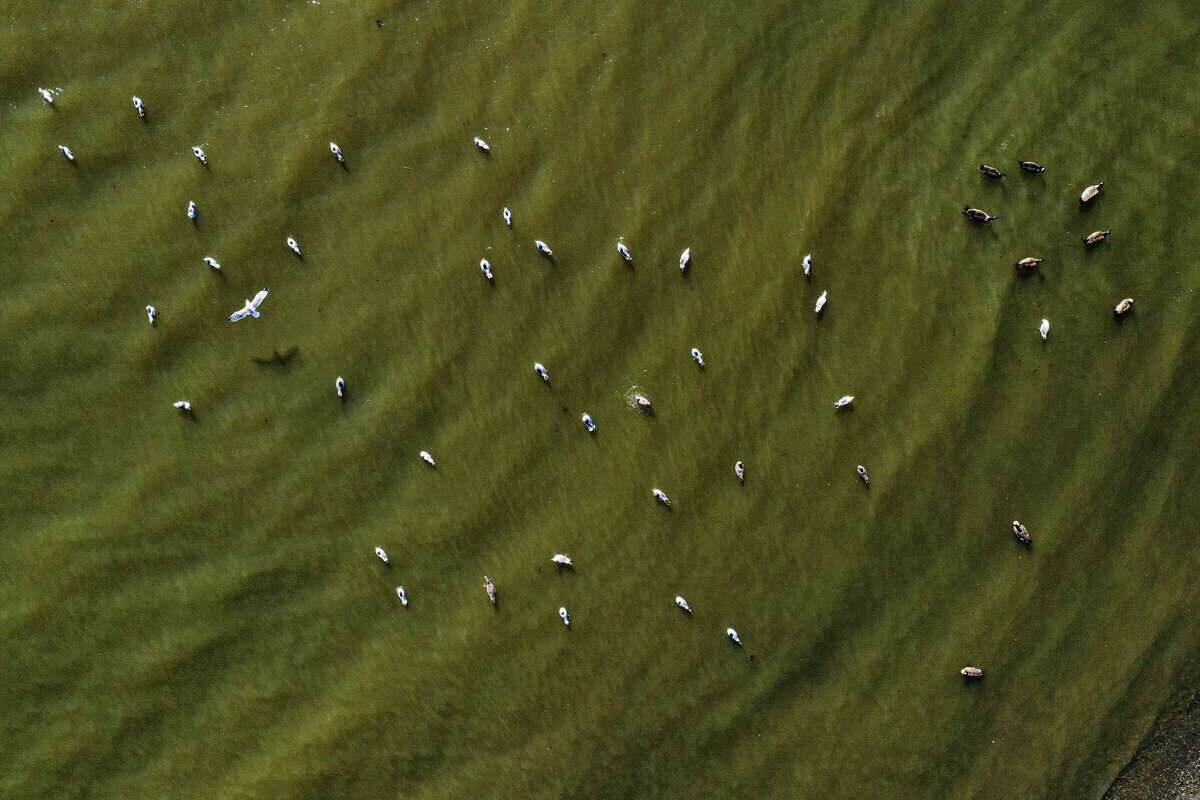 Click to enlarge algal bloom