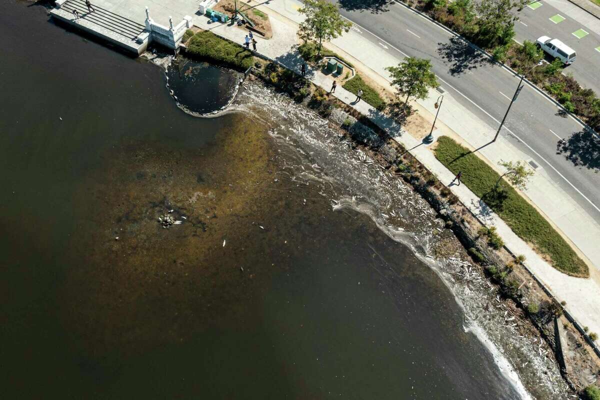 Click to enlarge algal bloom