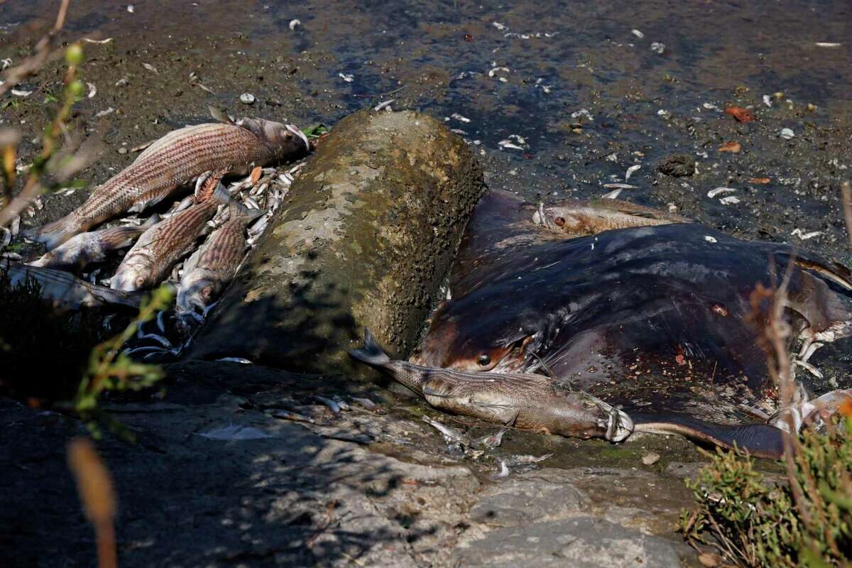 Click to enlarge dead bat sewage