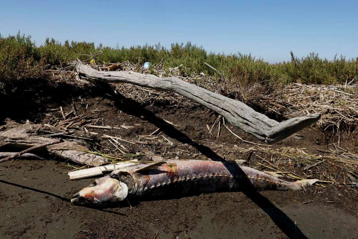 Click to enlarge dead fish zone