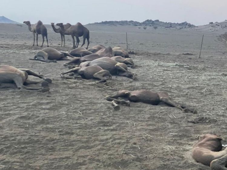 Click to enlarge Camels killed by lightning.