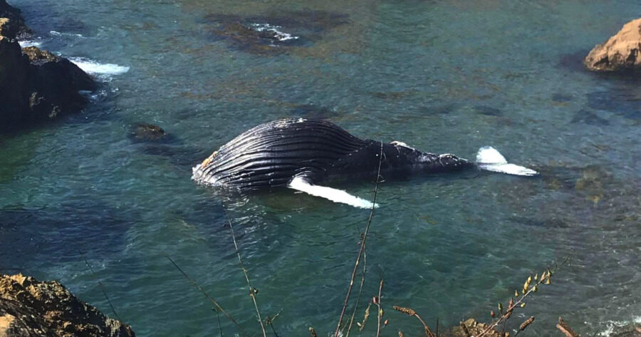 Click to enlarge The deceased humpback whale in the waters off of Fort Bragg