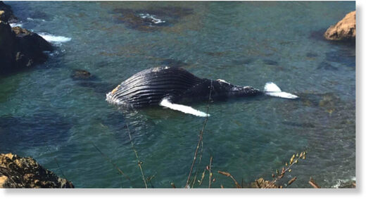 The deceased humpback whale in the waters off of Fort Bragg