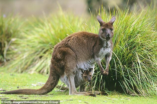 Click to enlarge A man tragically died after he was attacked by a kangaroo. Pictured is a stock photo of a western grey kangaroo