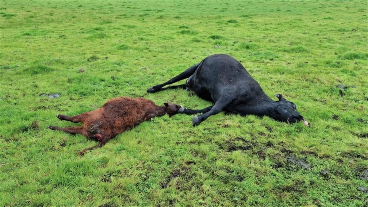 David Slade had two cows die in his paddock, after being struck by lightning in a thunderstorm.