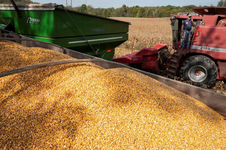 Click to enlarge grain shipment farm