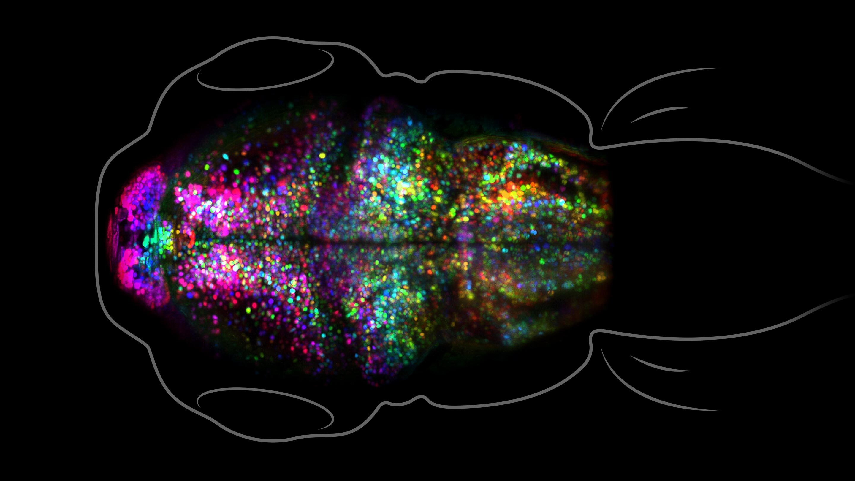 memory formation zebra fish brain study