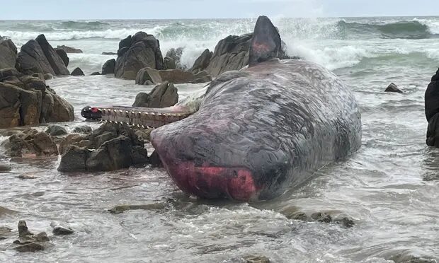 One of the dead sperm whales discovered