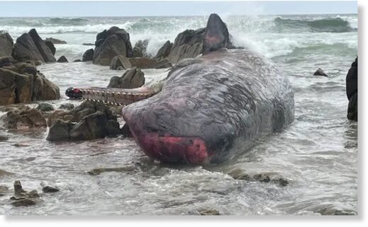 One of the dead sperm whales discovered