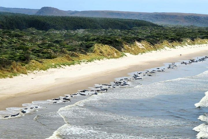 The cause of mass strandings is still not fully understood.
