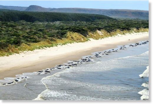 The cause of mass strandings is still not fully understood.