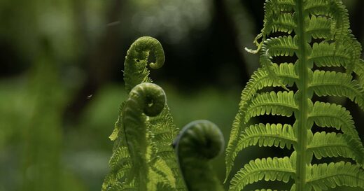 fern, plants