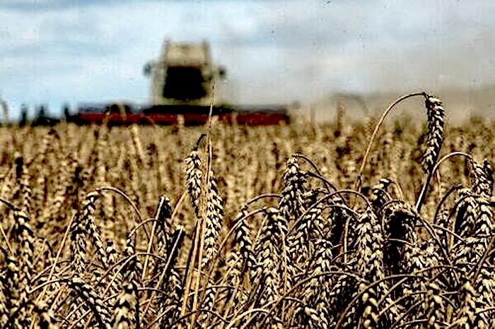 wheat