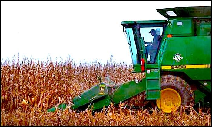 Click to enlarge corn field