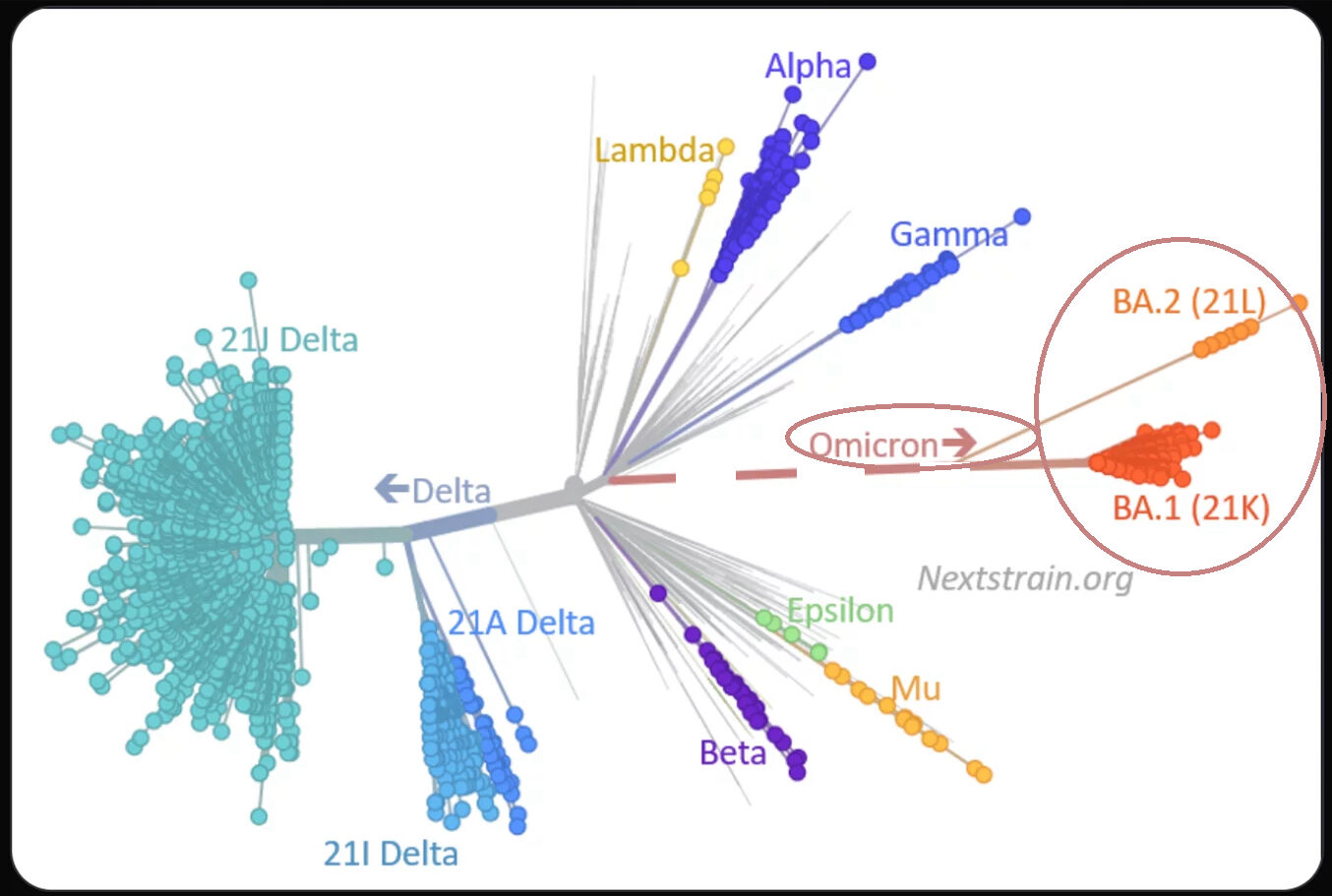 Click to enlarge Covid family tree