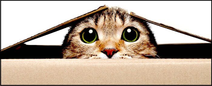 Schrod Cat