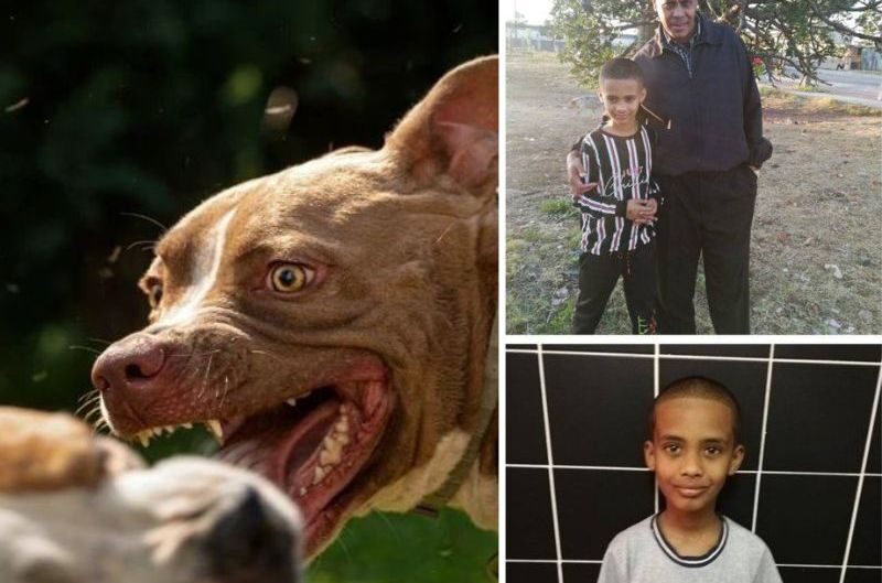 Click to enlarge A 10-year-old boy MAULED to DEATH by family’s two Pitbulls