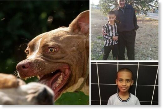 A 10-year-old boy MAULED to DEATH by family’s two Pitbulls