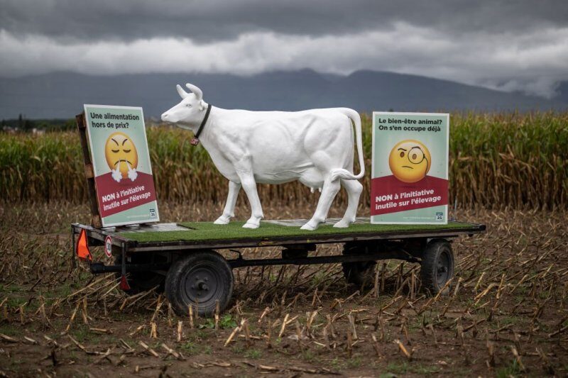 Click to enlarge plastic cow