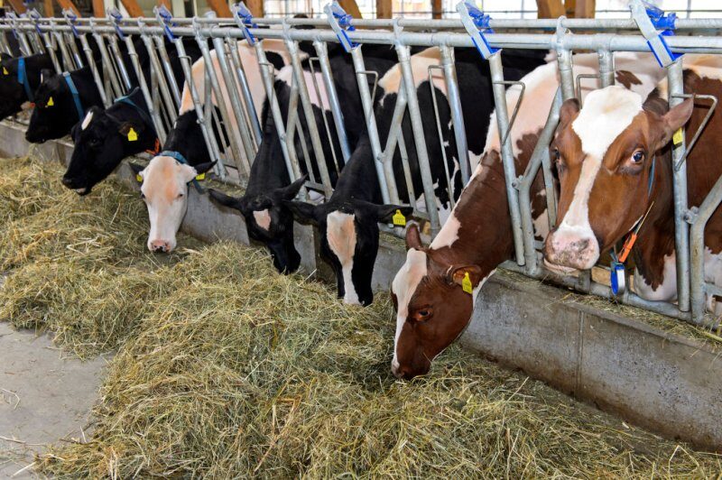 Click to enlarge Cows barn