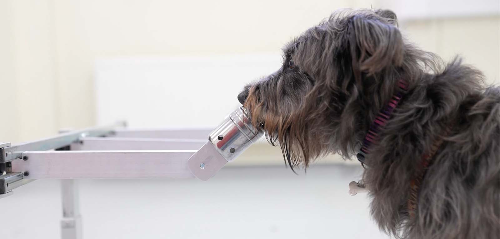 Dog & Smell Study