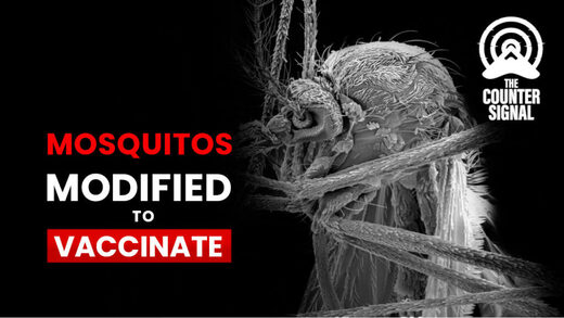 Genetically modified mosquitoes vaccinate a human