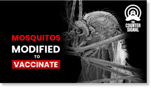 Genetically modified mosquitoes vaccinate a human