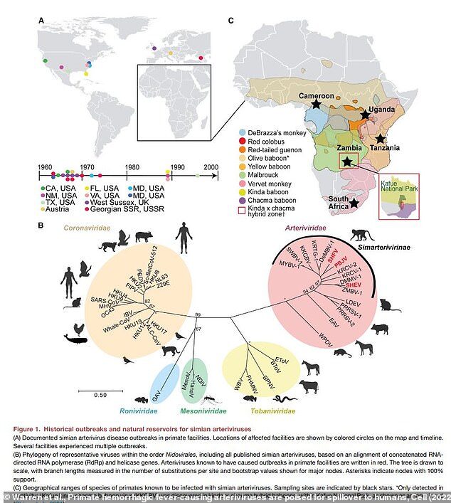 Simian hemorrhagic fever virus