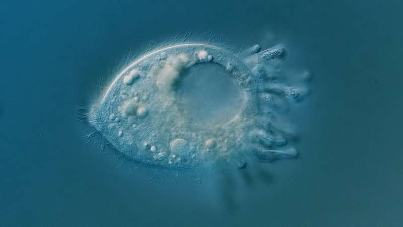 Legendrea loyezae new microorganism