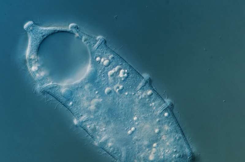 Click to enlarge A new Lacerus microorganism