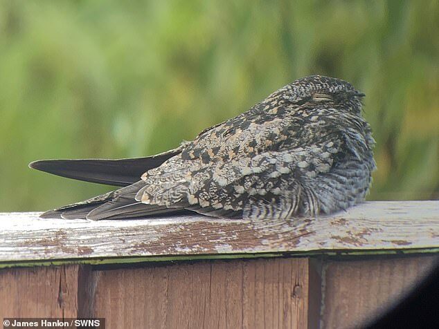 Click to enlarge According to ecologist and bird-watcher James Hanlon there have only been a handful of records of the North American species in the UK