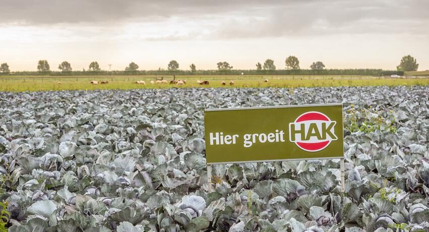 hak vegetable food shortages