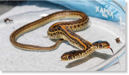 The unusual reptile (pictured) was found by