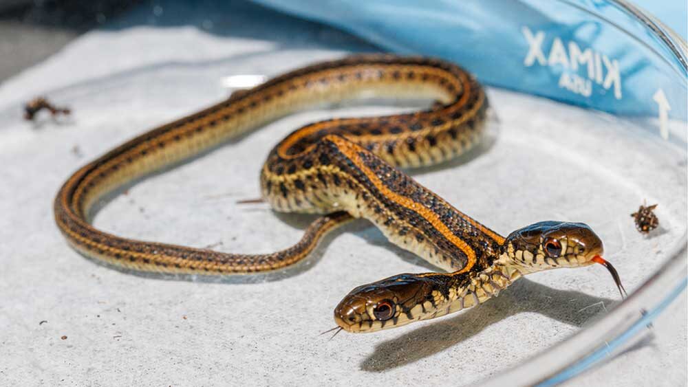 Click to enlarge The unusual reptile (pictured) was found by