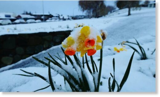Snow covers a daffodil in Tekapo.