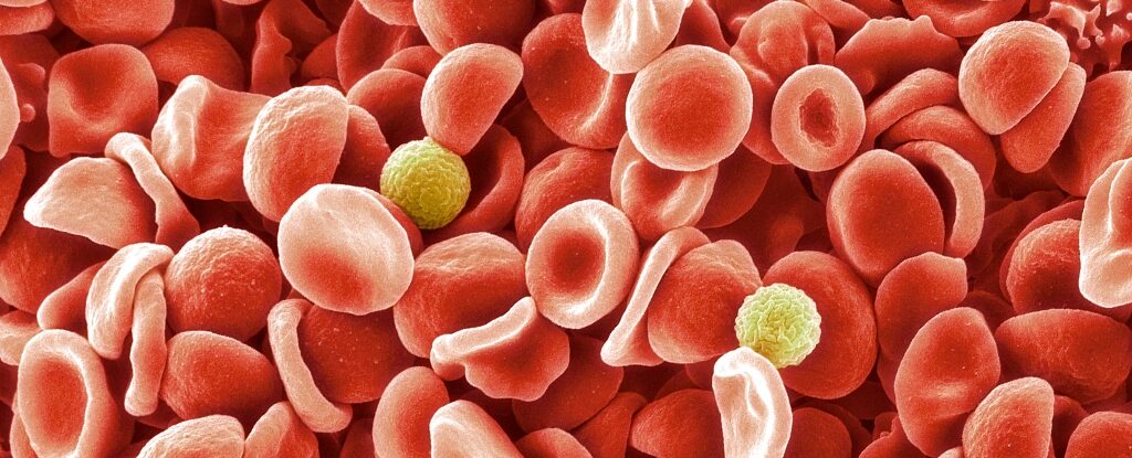 Blood Cells