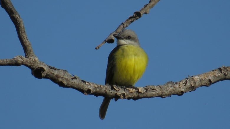 One picture snapped of the tropical kingbird on its visit to Windsor Tuesday.