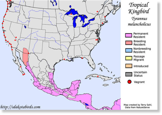 Tropical Kingbird - Species Range Map