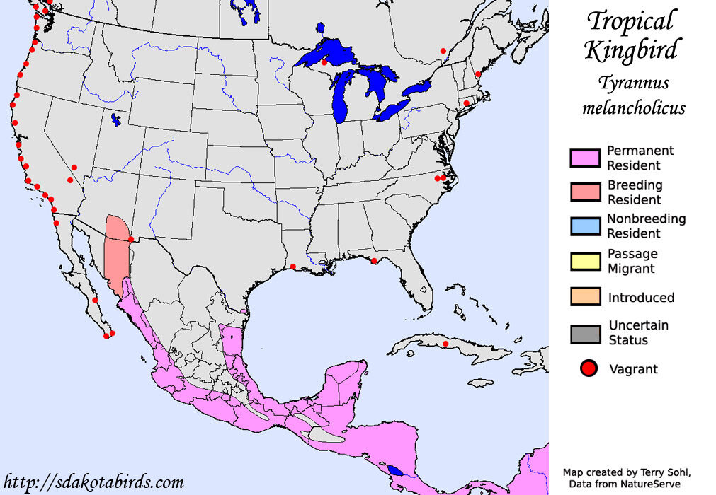 Click to enlarge Tropical Kingbird - Species Range Map