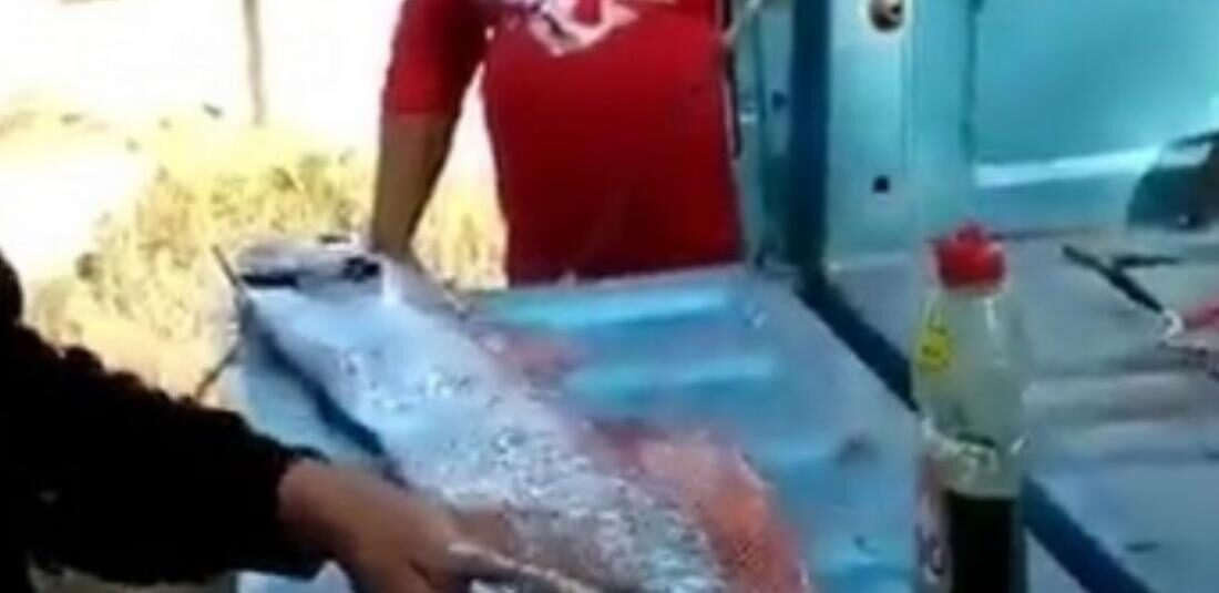 Click to enlarge oarfish