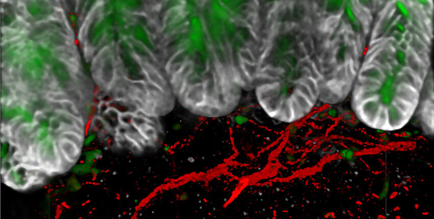 Neurons