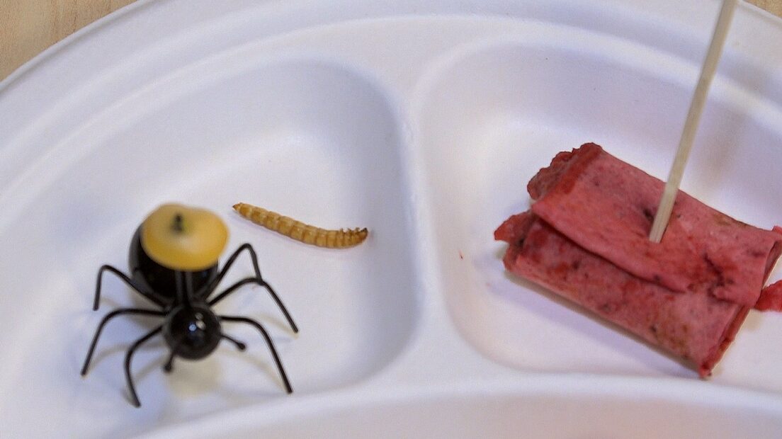mealworms primary school