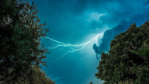 lightning trees electrical discharge plants