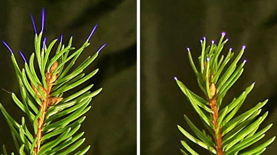 plants electrical discharge lightning storms