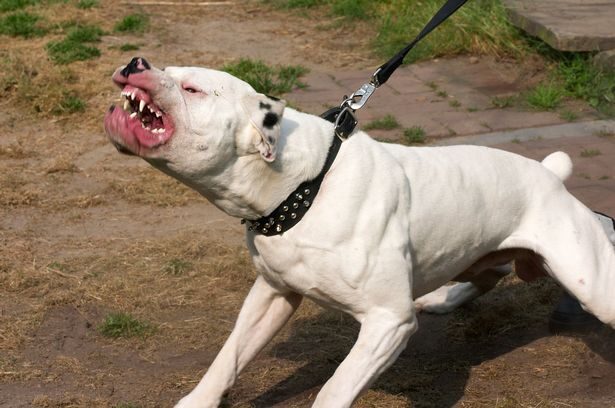 The dog was destroyed in the quickest decision the county has ever made