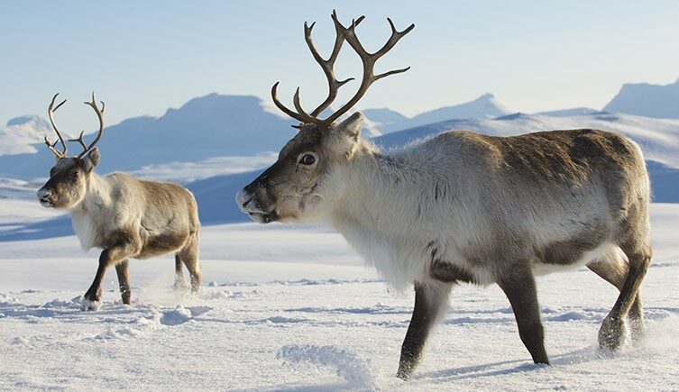 Reindeers
